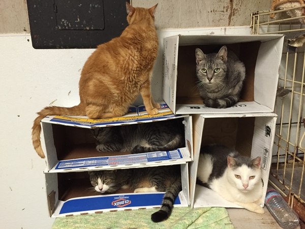 Cats condominium.jpg Cats condominium