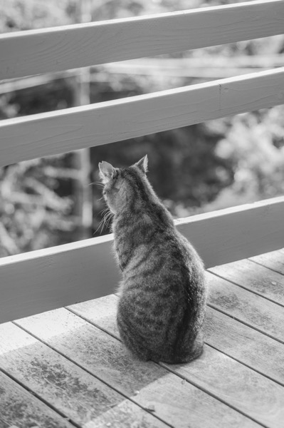 Curiosity.jpg Curiosity