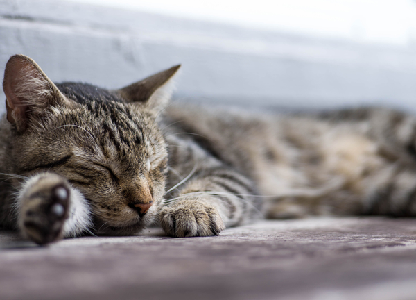 Maitai 2884.jpg Maitai 2884