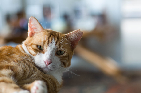 Rusty 2846.jpg Rusty 2846