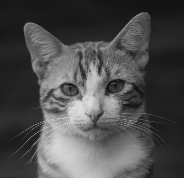 Rusty Portrait.jpg Rusty Portrait