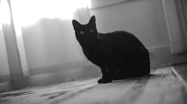 Willie, my black cat.jpg Willie my black cat