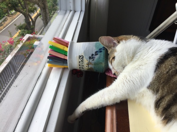 IMG_1878.jpeg IMG 1878