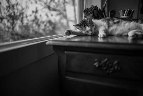 Sleeping on my desk.jpg Sleeping on my desk