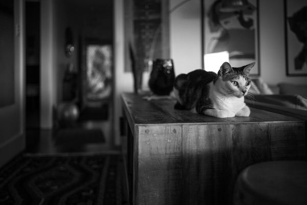 The guard.jpg The guard