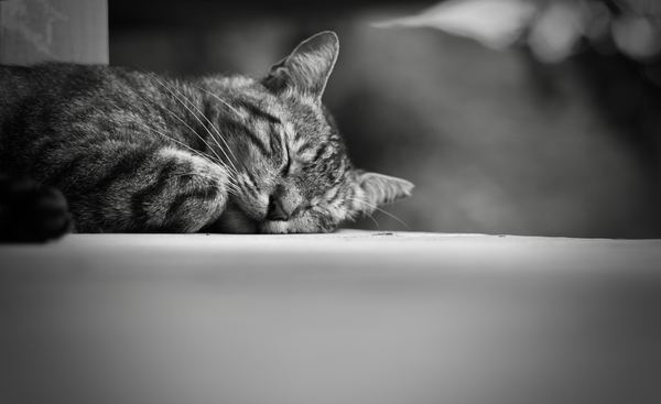 11_L1003004.jpg 11 L1003004