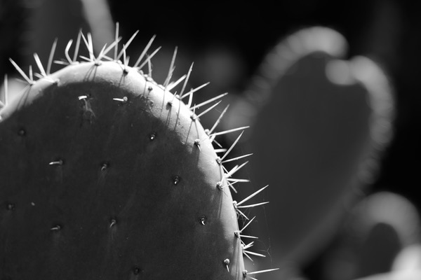 4_L1000582.JPG 4 L1000582