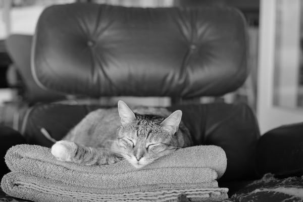 7_L1000597.JPG 7 L1000597