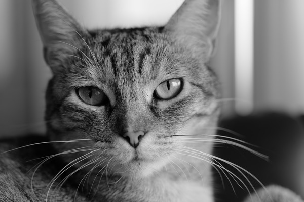 8_L1000632.JPG 8 L1000632